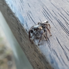 Sandalodes scopifer at Yass River, NSW - 7 Oct 2023 05:48 PM