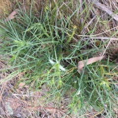 Eryngium ovinum (Blue Devil) at Belconnen, ACT - 8 Oct 2023 by dwise