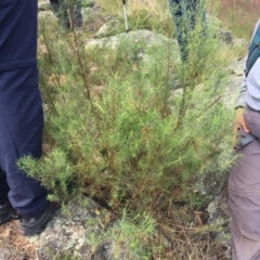 Cassinia quinquefaria (Rosemary Cassinia) at Mount Painter - 8 Oct 2023 by dwise