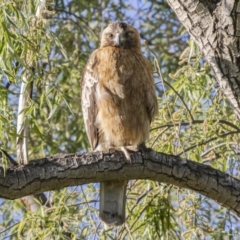 Hieraaetus morphnoides (Little Eagle) at Jerrabomberra Wetlands - 8 Oct 2023 by ReeniRooMartinez