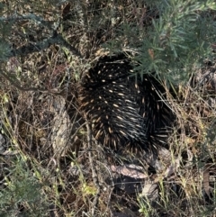 Tachyglossus aculeatus (Short-beaked Echidna) at Mount Jerrabomberra - 9 Oct 2023 by FeralGhostbat