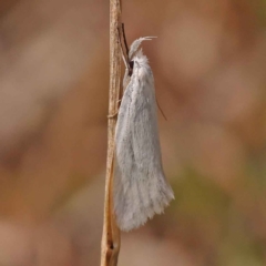 Zacorus carus (Wingia group moth) at O'Connor, ACT - 8 Oct 2023 by ConBoekel