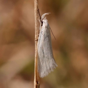 Zacorus carus at O'Connor, ACT - 8 Oct 2023