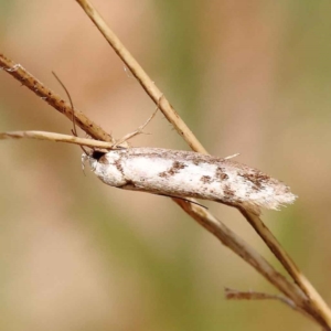 Philobota lysizona at O'Connor, ACT - 8 Oct 2023 11:55 AM