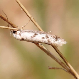 Philobota lysizona at O'Connor, ACT - 8 Oct 2023