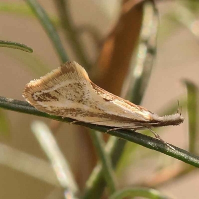 Thema macroscia (A concealer moth) at O'Connor, ACT - 8 Oct 2023 by ConBoekel