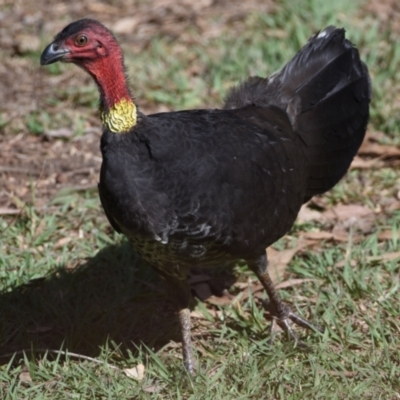 Alectura lathami (Australian Brush-turkey) at Ormiston, QLD - 9 Oct 2023 by PJH123