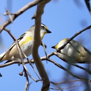 Pardalotus striatus at Majura, ACT - 7 Oct 2023 04:23 PM