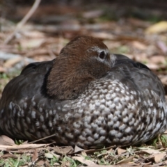Chenonetta jubata (Australian Wood Duck) at Ormiston, QLD - 9 Oct 2023 by PJH123