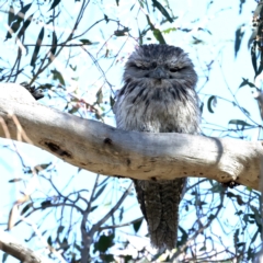Podargus strigoides (Tawny Frogmouth) at Mount Ainslie - 7 Oct 2023 by jb2602