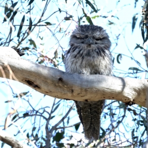 Podargus strigoides at Majura, ACT - 7 Oct 2023