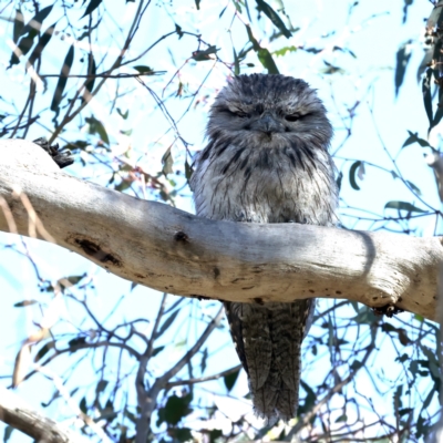 Podargus strigoides (Tawny Frogmouth) at Majura, ACT - 7 Oct 2023 by jb2602