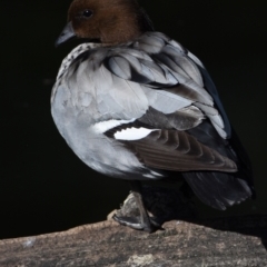 Chenonetta jubata (Australian Wood Duck) at Ormiston, QLD - 9 Oct 2023 by PJH123