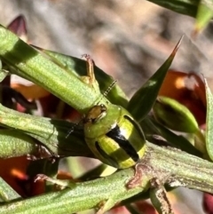 Peltoschema lepida at Rendezvous Creek, ACT - 9 Oct 2023