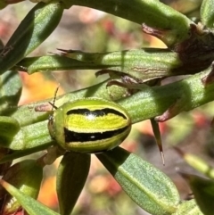 Peltoschema lepida at Rendezvous Creek, ACT - 9 Oct 2023