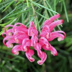 Grevillea sp. (Grevillea) at Wodonga, VIC - 8 Oct 2023 by KylieWaldon