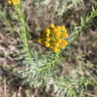 Chrysocephalum semipapposum (Clustered Everlasting) at Bruce, ACT - 9 Oct 2023 by lyndallh