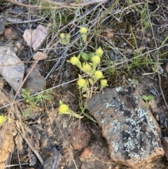 Triptilodiscus pygmaeus (Annual Daisy) at Gossan Hill - 9 Oct 2023 by lyndallh