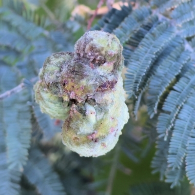 Unidentified Acacia Gall at Wodonga, VIC - 8 Oct 2023 by KylieWaldon