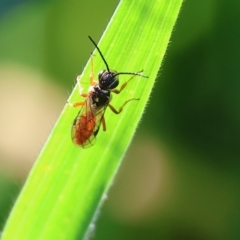 Unidentified Wasp (Hymenoptera, Apocrita) at Wodonga, VIC - 8 Oct 2023 by KylieWaldon