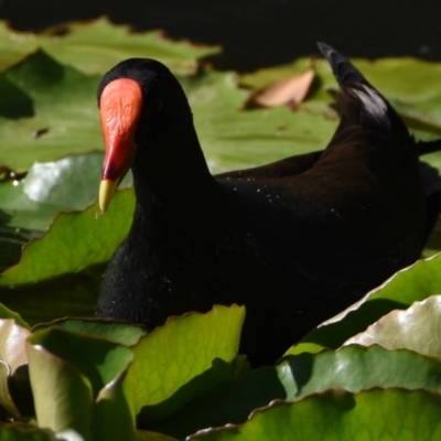 Gallinula tenebrosa (Dusky Moorhen) at Ormiston, QLD - 9 Oct 2023 by PJH123