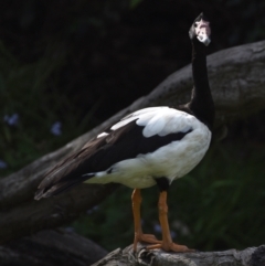 Anseranas semipalmata (Magpie Goose) at Ormiston, QLD - 9 Oct 2023 by PJH123