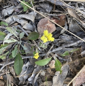 Goodenia hederacea subsp. hederacea at Bruce, ACT - 9 Oct 2023