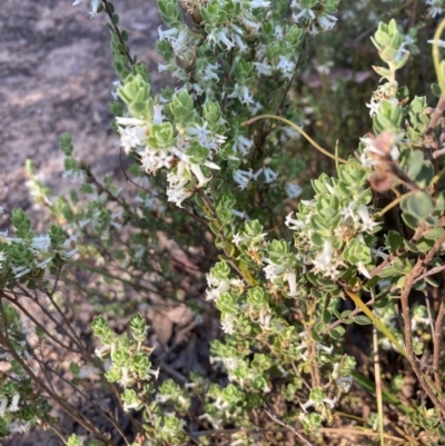 Brachyloma daphnoides (Daphne Heath) at Bruce, ACT - 9 Oct 2023 by lyndallh