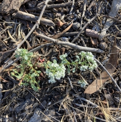 Poranthera microphylla (Small Poranthera) at Bruce, ACT - 9 Oct 2023 by lyndallh