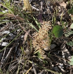 Lomandra multiflora (Many-flowered Matrush) at Bruce Ridge to Gossan Hill - 9 Oct 2023 by lyndallh