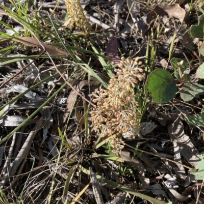 Lomandra multiflora (Many-flowered Matrush) at Bruce, ACT - 9 Oct 2023 by lyndallh