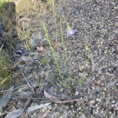 Wahlenbergia sp. (Bluebell) at Bruce Ridge to Gossan Hill - 9 Oct 2023 by lyndallh