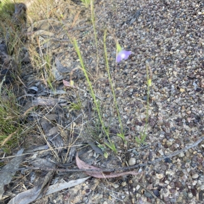 Wahlenbergia sp. (Bluebell) at Bruce, ACT - 9 Oct 2023 by lyndallh