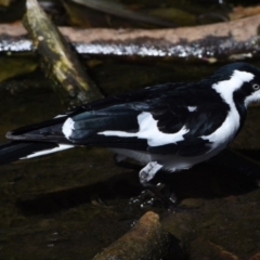 Grallina cyanoleuca (Magpie-lark) at Ormiston, QLD - 9 Oct 2023 by PJH123