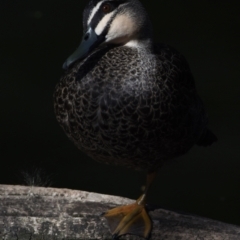 Anas superciliosa (Pacific Black Duck) at Ormiston, QLD - 9 Oct 2023 by PJH123