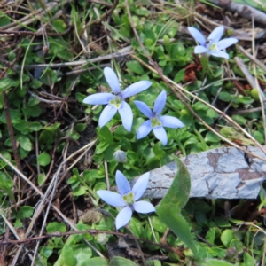 Isotoma fluviatilis subsp. australis at Tuggeranong, ACT - 8 Oct 2023