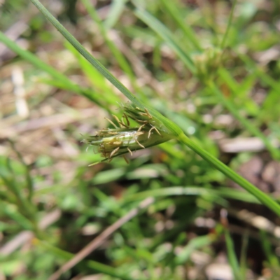 Carex inversa (Knob Sedge) at Tuggeranong, ACT - 7 Oct 2023 by MatthewFrawley