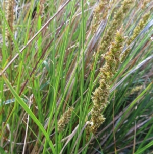 Carex appressa at Tuggeranong, ACT - 8 Oct 2023