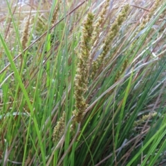 Carex appressa at Tuggeranong, ACT - 8 Oct 2023