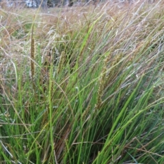 Carex appressa at Tuggeranong, ACT - 8 Oct 2023