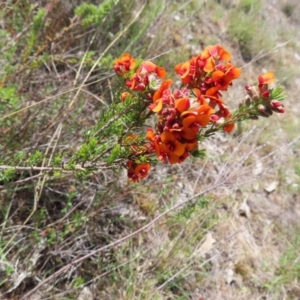 Dillwynia sericea at Tuggeranong, ACT - 8 Oct 2023