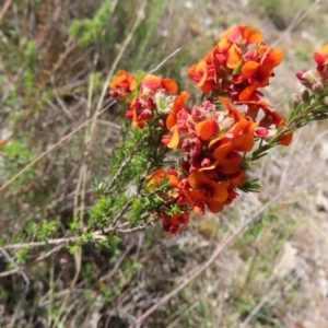 Dillwynia sericea at Tuggeranong, ACT - 8 Oct 2023 11:01 AM