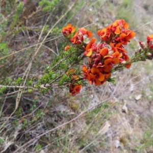 Dillwynia sericea at Tuggeranong, ACT - 8 Oct 2023