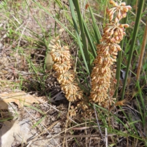 Lomandra multiflora at Tuggeranong, ACT - 8 Oct 2023