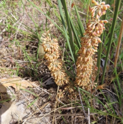 Lomandra multiflora (Many-flowered Matrush) at Tuggeranong, ACT - 8 Oct 2023 by MatthewFrawley