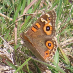 Junonia villida (Meadow Argus) at Tuggeranong, ACT - 8 Oct 2023 by MatthewFrawley