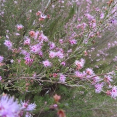 Kunzea parvifolia (Violet Kunzea) at Tuggeranong, ACT - 8 Oct 2023 by MatthewFrawley