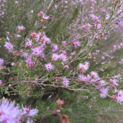 Kunzea parvifolia (Violet Kunzea) at Tuggeranong, ACT - 8 Oct 2023 by MatthewFrawley