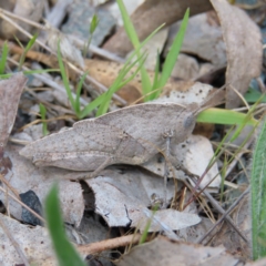 Goniaea australasiae (Gumleaf grasshopper) at Tuggeranong, ACT - 8 Oct 2023 by MatthewFrawley