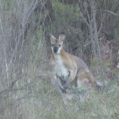 Notamacropus rufogriseus (Red-necked Wallaby) at Lyons, ACT - 9 Oct 2023 by John.Butcher